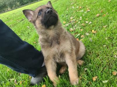 German Shepherd puppies