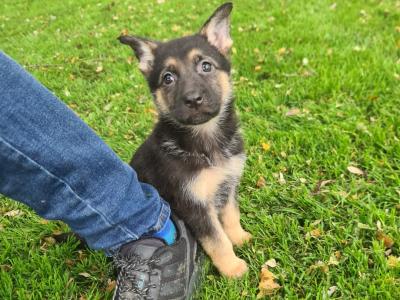 German Shepherd puppies