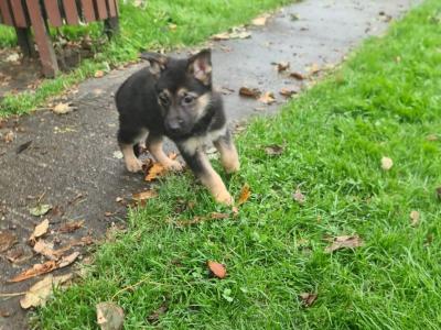 German Shepherd puppies