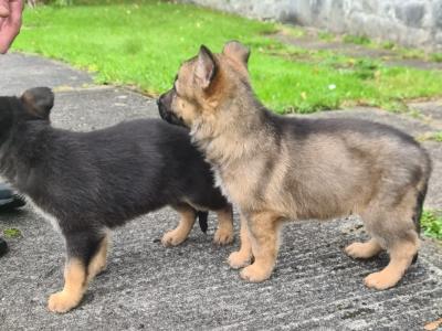 German Shepherd puppies