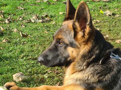 IKC Registered female German Shepherd puppy 4 months old in Cork - €799