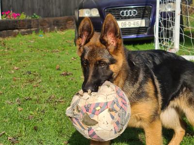 IKC Registered female German Shepherd puppy 4 months old in Cork - €799