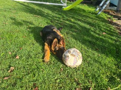 IKC Registered female German Shepherd puppy 4 months old in Cork - €799