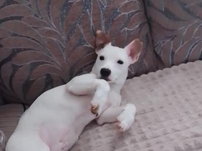 Ren is an 8 month old male Jack Russell puppy in Cavan