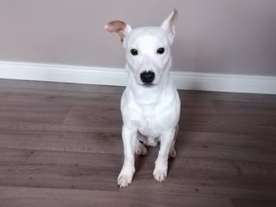 Ren is an 8 month old male Jack Russell puppy in Cavan