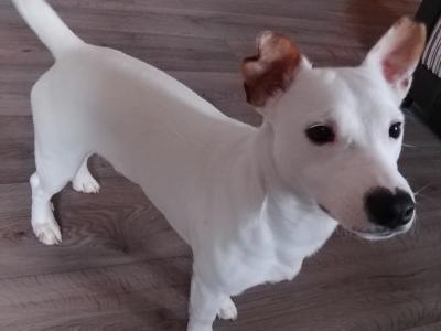 Ren is an 8 month old male Jack Russell puppy in Cavan