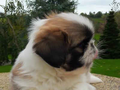 Shih Tzu puppies for sale in Cavan