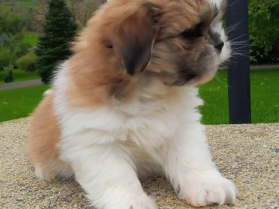 Shih Tzu puppies for sale in Cavan