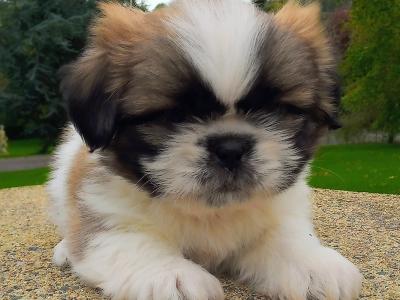 Shih Tzu puppies for sale in Cavan