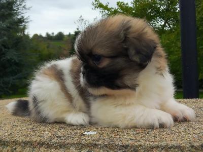 Shih Tzu puppies for sale in Cavan