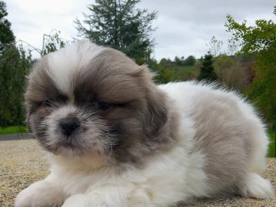 Shih Tzu puppies for sale in Cavan