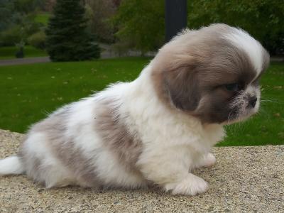 Shih Tzu puppies for sale in Cavan