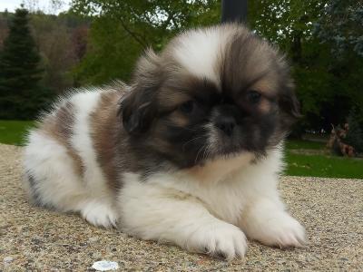Shih Tzu puppies for sale in Cavan