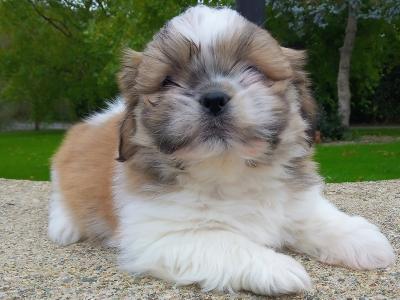 Shih Tzu puppies for sale in Cavan