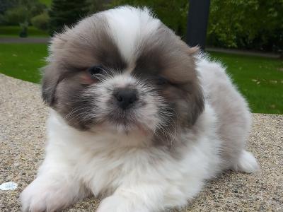 Shih Tzu puppies for sale in Cavan