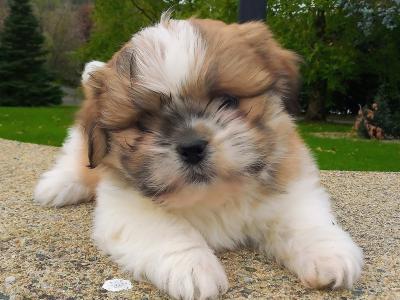 Shih Tzu puppies for sale in Cavan