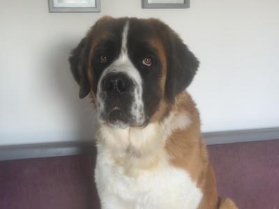 Saint Bernard Stud