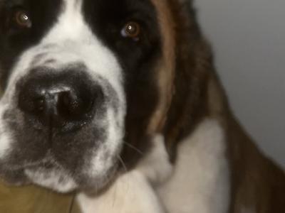 Saint Bernard Stud