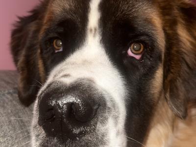 Saint Bernard Stud