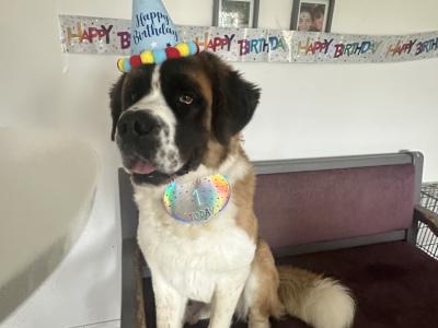 Saint Bernard Stud