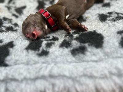 8 beautiful Labrador puppies in Cork