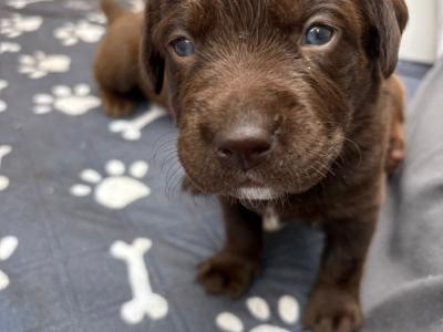 8 beautiful Labrador puppies in Cork
