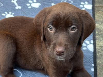 8 beautiful Labrador puppies in Cork