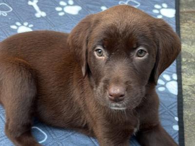 8 beautiful Labrador puppies in Cork -3 girls left
