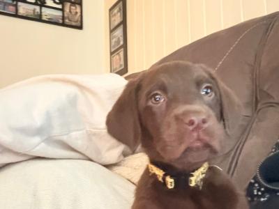 8 beautiful Labrador puppies in Cork