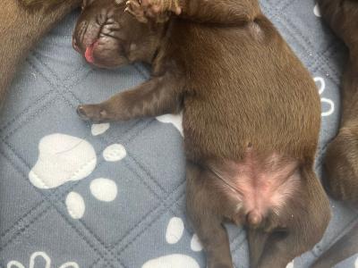 8 beautiful Labrador puppies in Cork