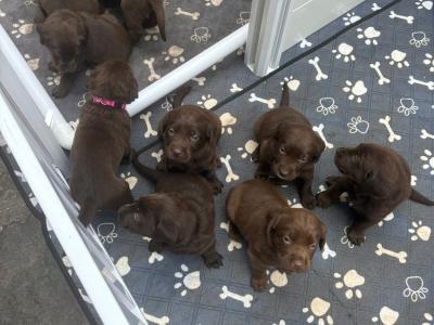 8 beautiful Labrador puppies in Cork