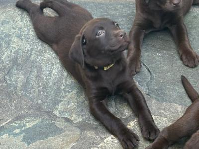 8 beautiful Labrador puppies in Cork