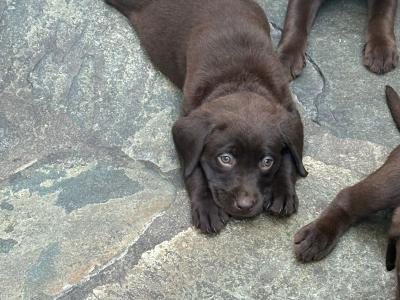 8 beautiful Labrador puppies in Cork