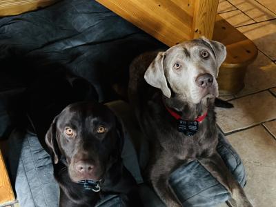 8 beautiful Labrador puppies in Cork