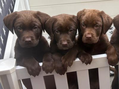 8 beautiful Labrador puppies in Cork
