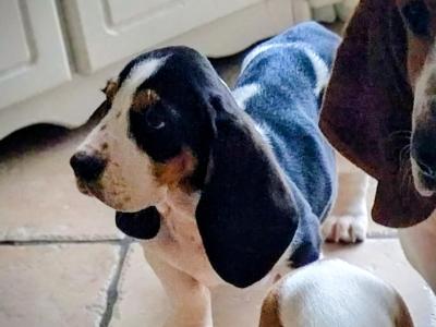 Beautiful Basset Hound puppies in Kilkenny