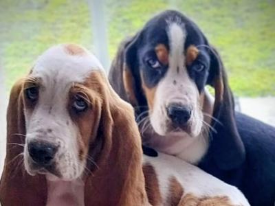 Beautiful Basset Hound puppies in Kilkenny