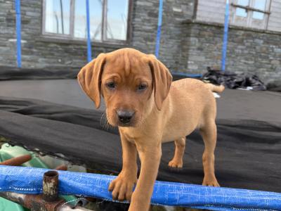 Vizslador puppies (Hungarian Vizsla x Labrador ) Only 1 Boy left