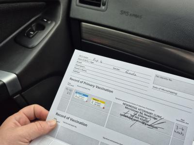 Cocker Spaniel x Border Collie x Jack Russell puppies in Dublin