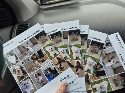 Cocker Spaniel x Border Collie x Jack Russell puppies in Dublin