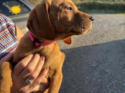 Vizslador puppies (Hungarian Vizsla x Labrador ) Only 1 Boy left