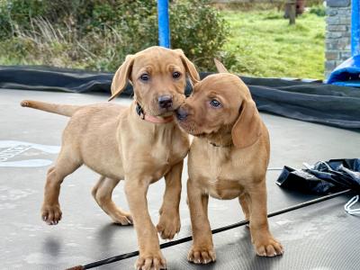 Vizslador puppies (Hungarian Vizsla x Labrador ) Only 1 Boy left