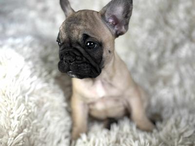 Top Quality IKC Registered French Bulldog puppies in Mayo