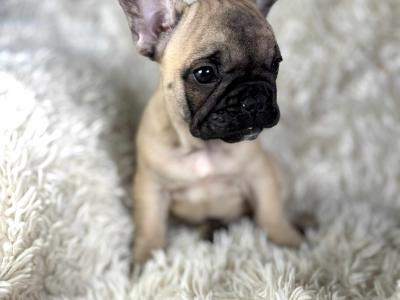 Top Quality IKC Registered French Bulldog puppies in Mayo