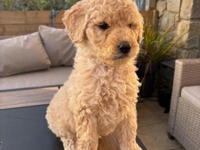 Stunning Goldendoodle puppies in Waterford