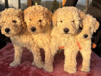 Stunning Goldendoodle puppies in Waterford