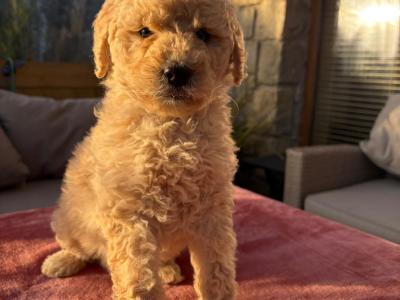 Stunning Goldendoodle puppies in Waterford