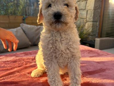 Stunning Goldendoodle puppies in Waterford