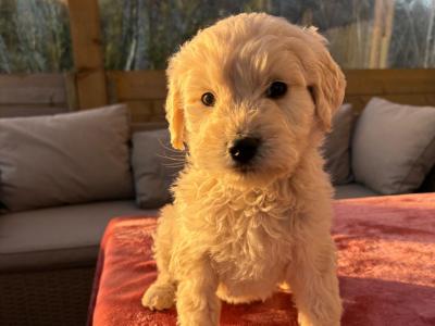 Stunning Goldendoodle puppies in Waterford