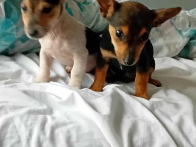 Jack Russell puppies in Cork